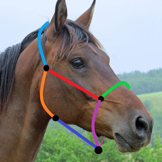 Points de mesure du licol