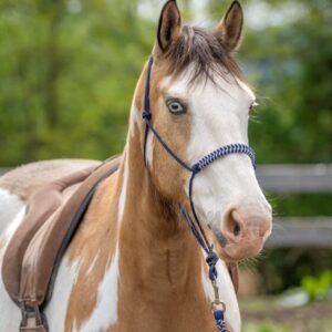 Licol en corde personnalisé
