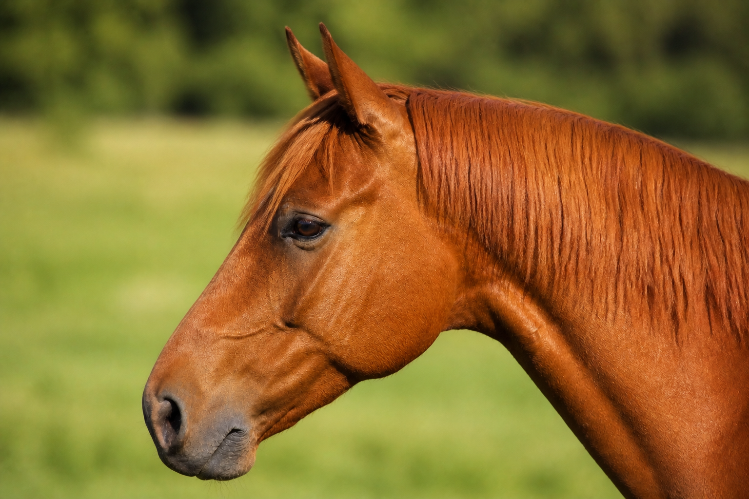 Cheval